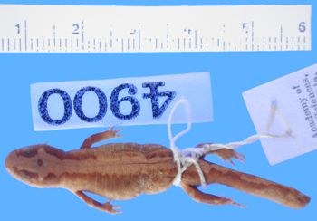 Media type: image; Herpetology A-4900